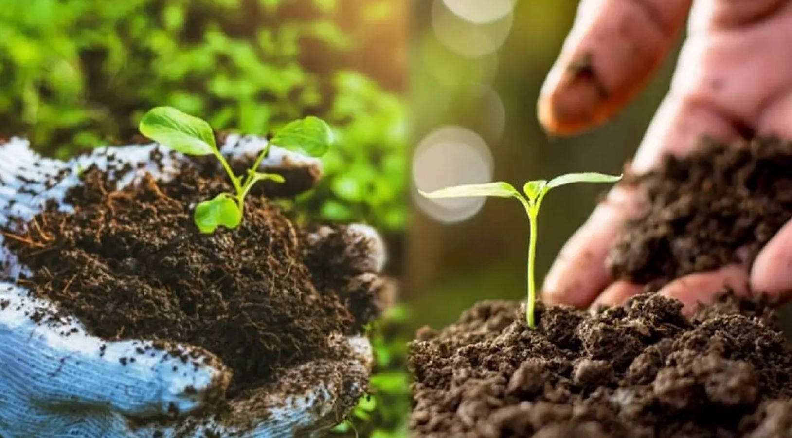 Rajasthan Panchayat certified as State’s first fully organic village body